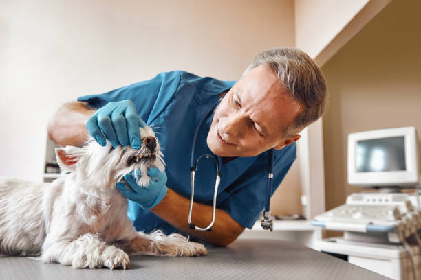 Best Emergency Tooth Extraction in Fayetteville, PA